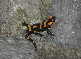 A Fire Salamander (Salamandra Salamandra – the most common salamander in Europe) on a forest rock in Slovenia