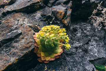 Wild growing houseleek with yellow blossom on black stone wall