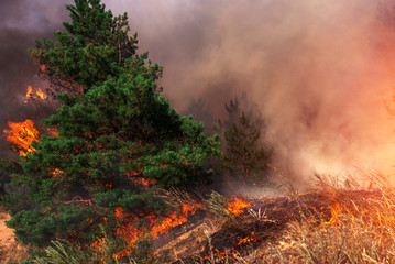  wildfire at sunset, burning pine forest .