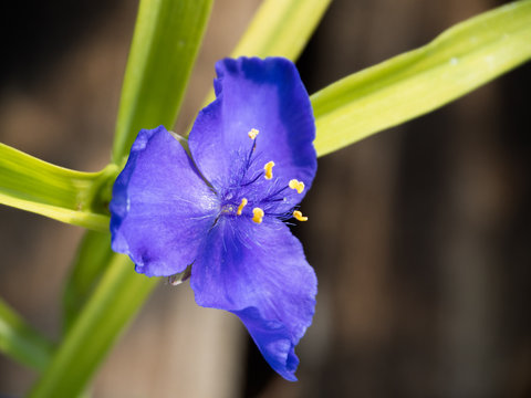 Asiatic Dayflower