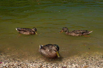 The wild duck swims and feeds on an ecologically polluted pond. The wildlife is in danger.