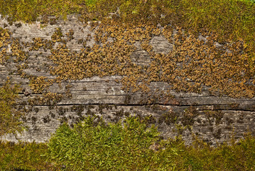 Texture of old wooden board. Dirty and scratched board with green moss.