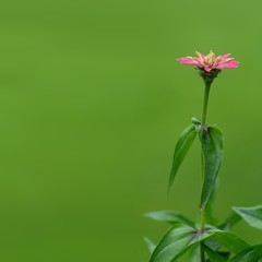 Flower composition for creating posters / banners / postcards / greetings