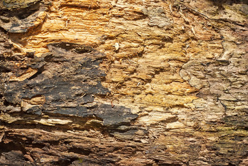 Texture of old wooden board. Dirty and scratched board.