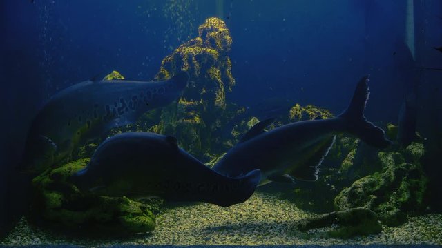 Notopterus chitala fish Swim in Aquarium with Other Exotic Fish