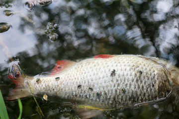 fish in the pond