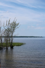 tree on river bank of lake