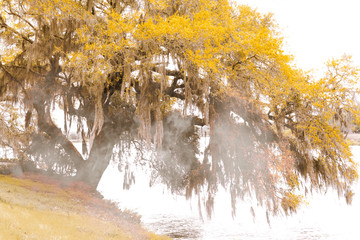 Foggy fall morning in South Carolina at a lake with an oak tree and spanish moss