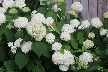 monarch on white flowers in the garden