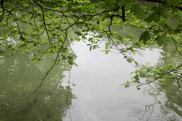 green leaves in water