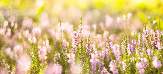 Foto op Plexiglas Natuurlijke lichte achtergrond. Bos bloeit heide in de stralen van de ondergaande zon. © Leonid Ikan