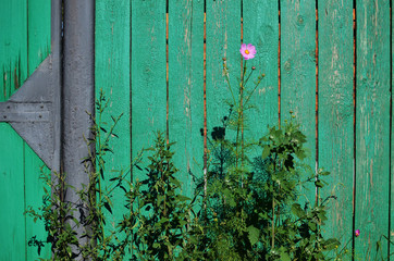 green wooden fence background with a pink flower on sunny warm summer day