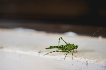 grasshopper on wall