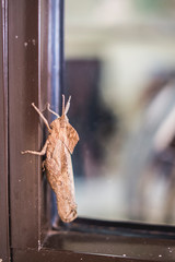 closeup of large insect on window