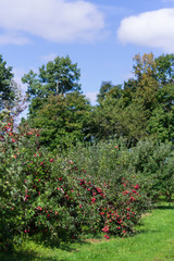 Fototapeta na wymiar Apple trees ready for picking at fall harvest