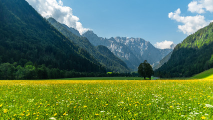 Fototapeta premium Logarska