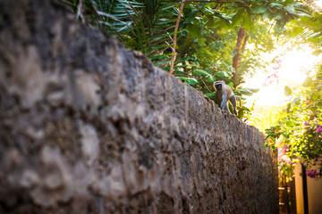 Monkey on a wall
