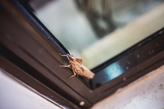 closeup of large insect on window