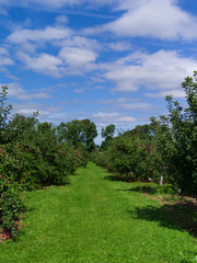 Fototapeta premium Apple trees ready for picking at fall harvest