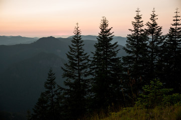 Evergreen forest overlooking mountain range in pacific northwest at sunset dusk