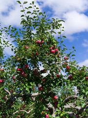 Apple trees ready for picking at fall harvest