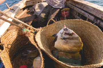 Exotic fish in basket