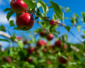 Apple trees ready for picking at fall harvest