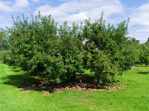 Apple trees ready for picking at fall harvest