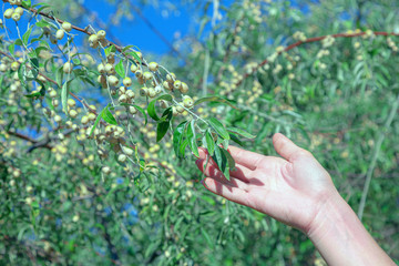 Female hand reaches for the olive branch. Olive berries on the branches on a sunny day. Harvesting plants concept.