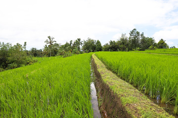 Green rice fields on Bali island, Jatiluwih near Ubud, Indonesia