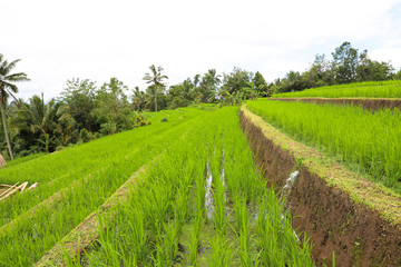 Fototapeta na wymiar Green rice fields on Bali island, Jatiluwih near Ubud, Indonesia