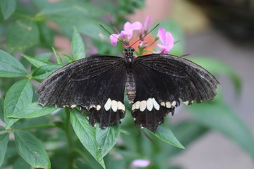 Fototapeta premium butterfly on flower