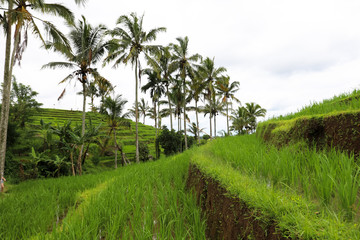 Green rice fields on Bali island, Jatiluwih near Ubud, Indonesia