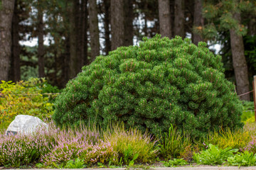 Fototapeta premium Cultivar dwarf mountain pine Pinus mugo var. pumilio in the rocky garden