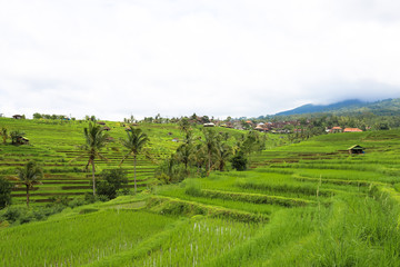 Fototapeta premium Green rice fields on Bali island, Jatiluwih near Ubud, Indonesia