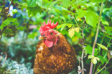 Hen, chicken and rooster