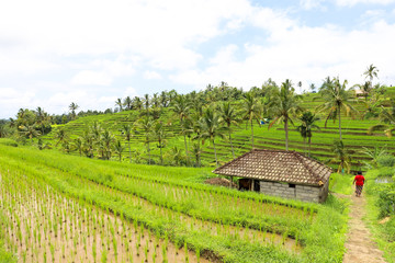 Fototapeta na wymiar Small local house at green rice fields on Bali island, Jatiluwih near Ubud, Indonesia