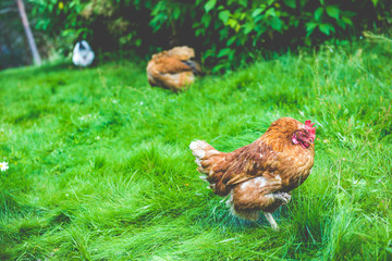 Hen, chicken and rooster