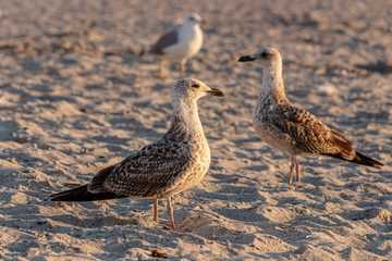 Seagulls stand on a sandy beach