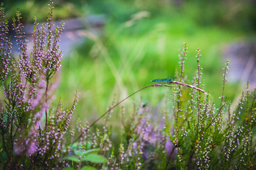 Dragonfly on flower
