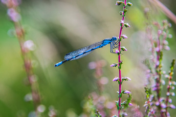 dragonfly on flower