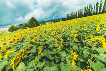 Sunflowers