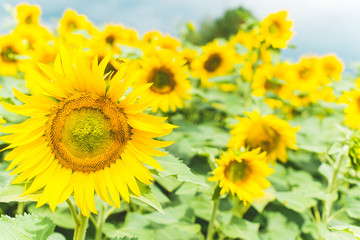Obraz premium Sunflowers