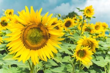 Fototapeta premium Sunflowers
