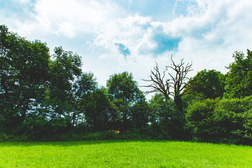 Dead tree branches in forest