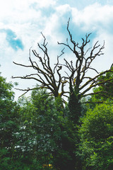 Dead tree branches in forest