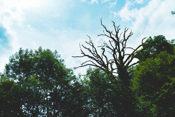 Dead tree branches in forest