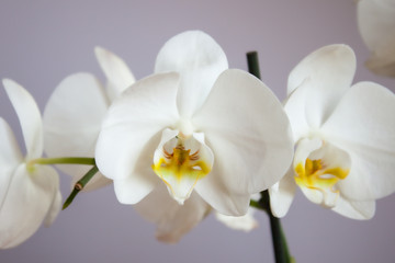 Naklejka na ściany i meble White Orchidea flowers.