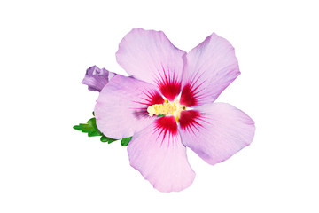 Beautiful multi-colored hibiscus flower isolated on white background