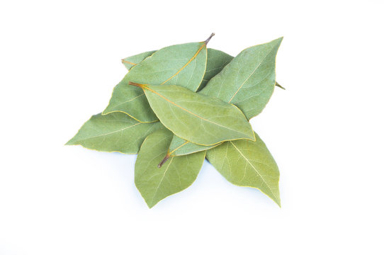 leaves of Daphne, bay or laurel isolated on white background. Laurus nobilis leaf gives food fragrance, aromatic herb, scented plant